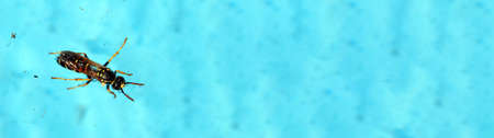 Insects are swimming in the pool