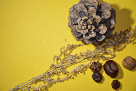 Still life and herbarium of old dried plants and a the nutsの写真素材