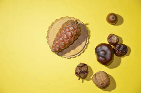 Still life and herbarium of old dried plants and a the nutsの写真素材