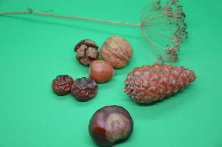 Still life and herbarium of old dried plants and a the nutsの写真素材