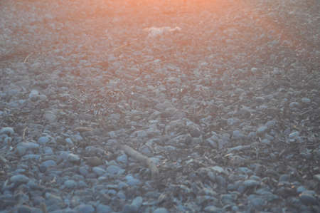 Pebble texture on a the Aegean coast in Greece