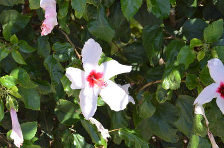 Tropical flowers on Rhodes island in the Greeceの写真素材