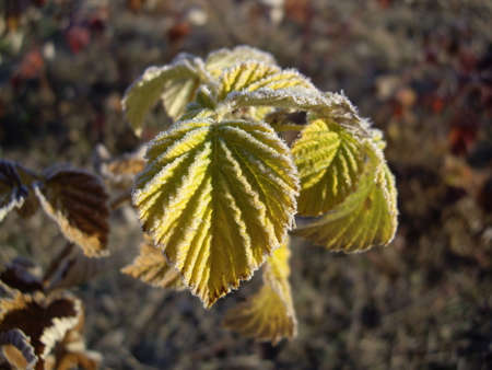Autumn leaves of plants and fruits in case of a frost