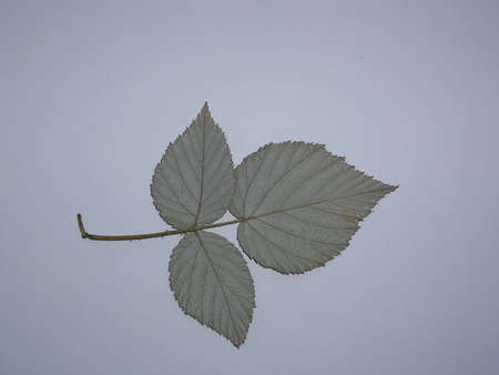 Dried leaves of trees and plants herbarium on white the background