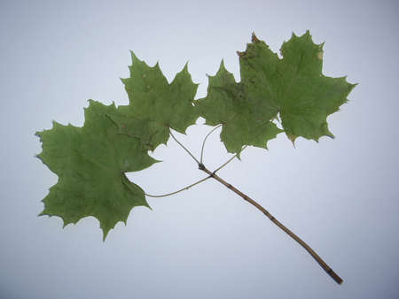 Dried leaves of trees and plants herbarium on white the background