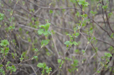 Bloomed buds and flowers of trees in spring in the gardenの写真素材