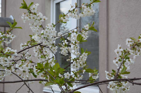 Spring flowers bloomed in the garden in the villageの写真素材