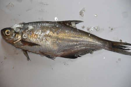 Cleaning river fish after fishing from the scales