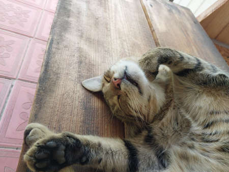 The cat lies peacefully on a hot the summer dayの写真素材