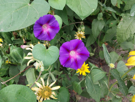 Flowers and plants grow in the front garden near the house in a the city
