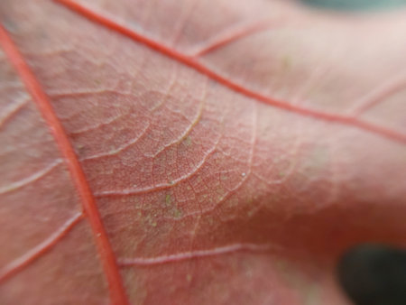 Colorful plant leaves after the rain