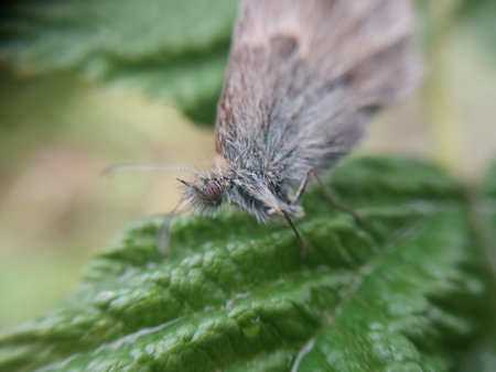 Night butterfly moth on a green leaf