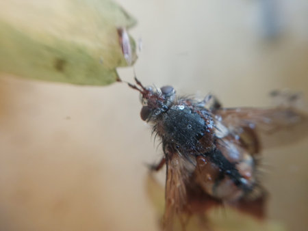 A fly crawls over plants in a gardenの写真素材