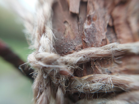 Knitted rope hanging on the treeの写真素材