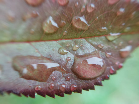 Fallen autumn morning dew on the leaves of the plants