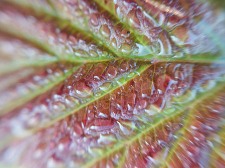 Detail of a green plant the close-upの写真素材