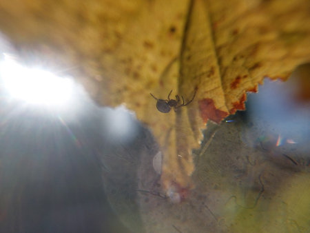 Sunlight penetrates through a leaf of a tree