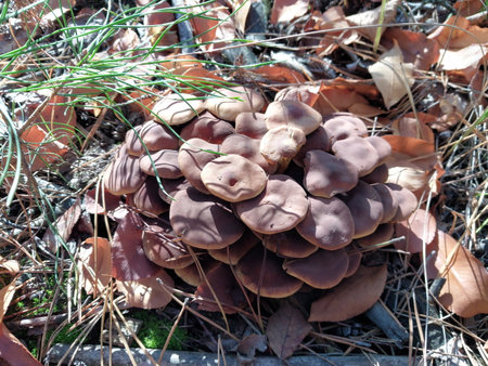 Forest mushrooms grew in the autumnの写真素材