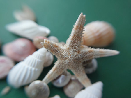 Sea and ocean small the shells