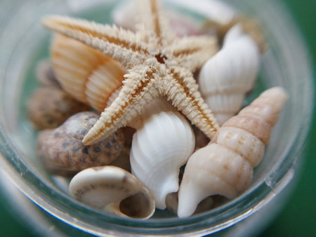 Sea and ocean small the shells