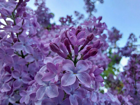 Spring flowers in the garden