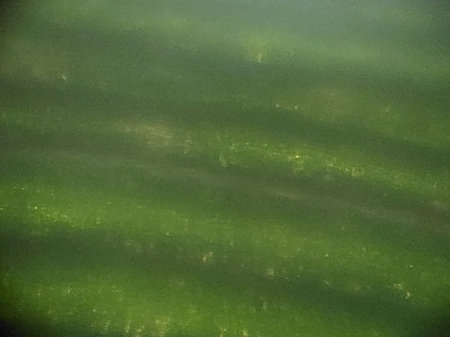 Microscopic photography of the biological objects