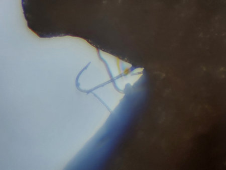 Microscopic photography of the biological objects