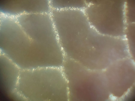 Microscopic photography of the biological objects