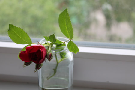A red rose stands in a vase with water on a loggiaの写真素材