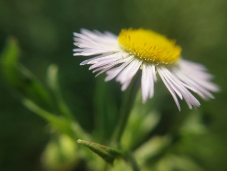 Flowers grew in summer in the garden in a villageの写真素材