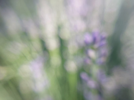 Flowers grew in summer in the garden in a villageの写真素材