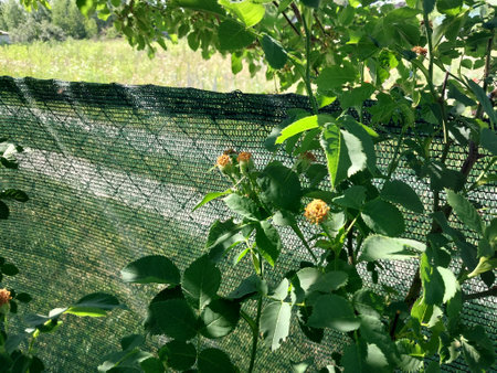 Flowers grew in summer in the garden in a villageの写真素材