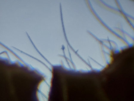 Microscopic photography of the insect tissue
