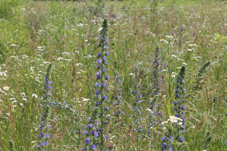 Flowers grew in summer in the garden in a villageの写真素材