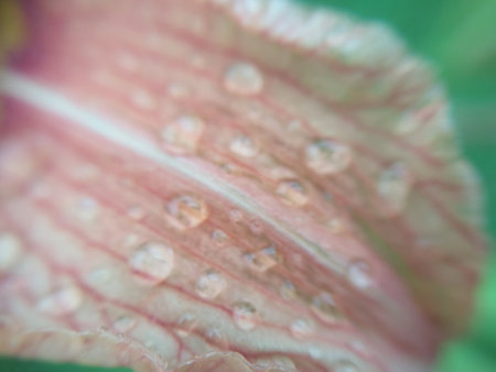 Green plant texture after the rainの写真素材