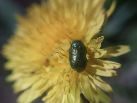 Insects sit on the leaves of the plantsの写真素材