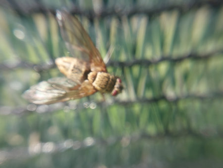 Insects sit on the leaves of the plantsの写真素材