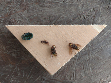 Dried flying insect in a macro photographyの写真素材