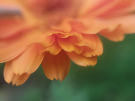 Summer flower close-up in the gardenの写真素材