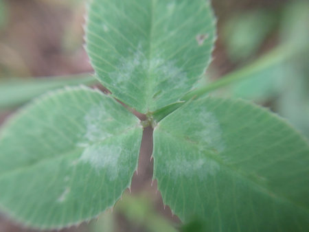 Macro photography of the green grass plants