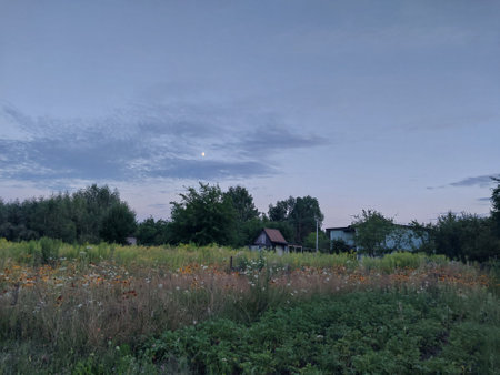 Summer forest in the village with skyの写真素材