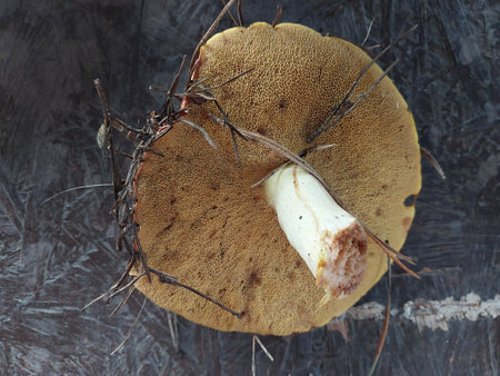 Edible mushrooms boletus, boletus and boletus from a forest