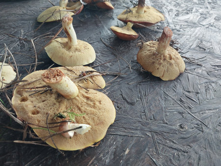 Edible mushrooms boletus, boletus and boletus from a forest