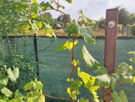 Spring pink grapes have the ripenedの写真素材