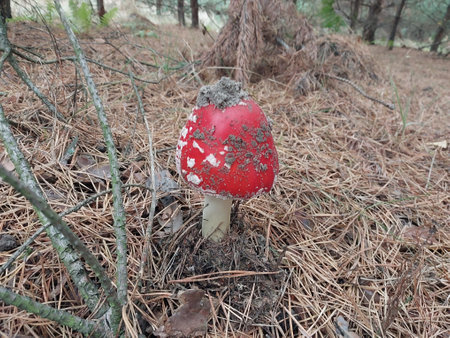 Autumn fly agaric mushrooms grew in a the forestの写真素材