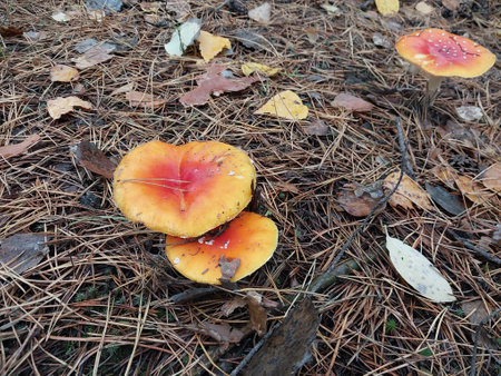 Autumn fly agaric mushrooms grew in a the forestの写真素材