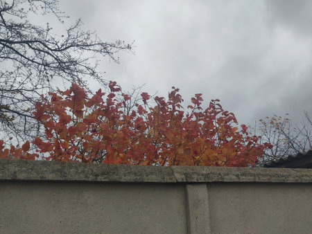 Autumn plants and trees in a the gardenの写真素材