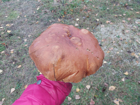 A giant boletus mushroom grew in a the gardenの写真素材