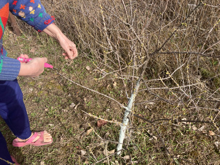 Pruning young trees in the spring