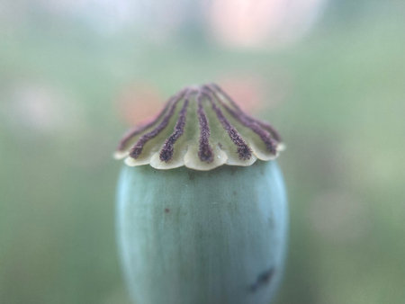 Poppy plant that dried up
